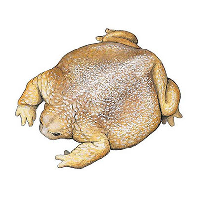 Turtle Frog