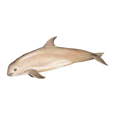  Vaquita 