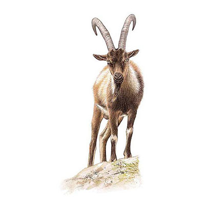Wild Goat