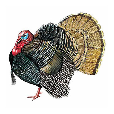 Wild Turkey