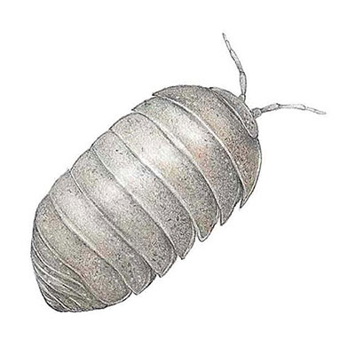 Woodlouse