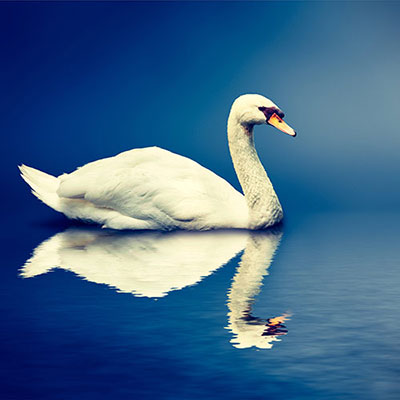  Swan 
