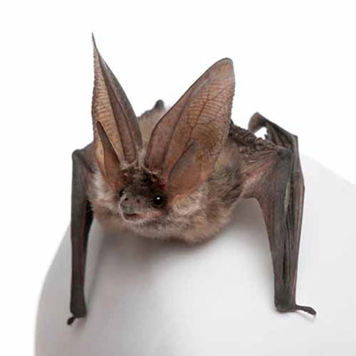 Bat
