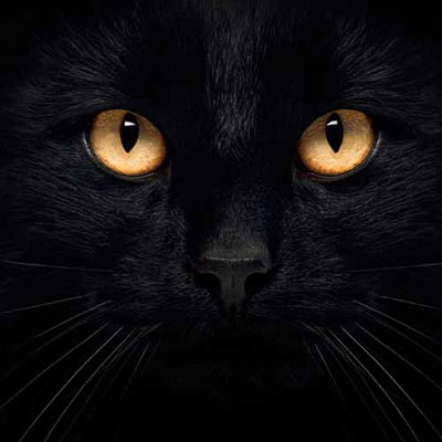 Black Cat