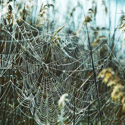  Cobweb 