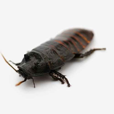 Cockroach