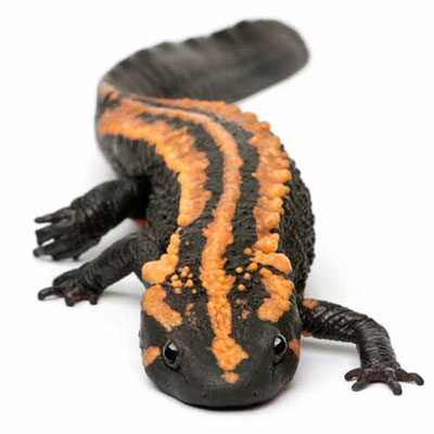 Newt