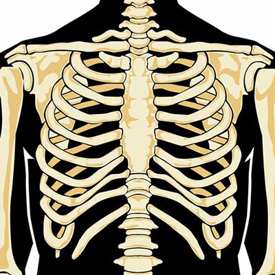 Skeleton