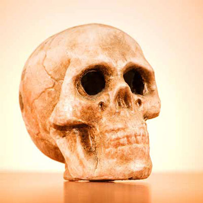 Skull