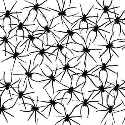 Spiders