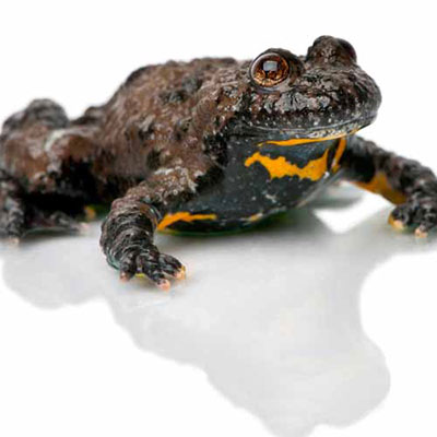 Toad