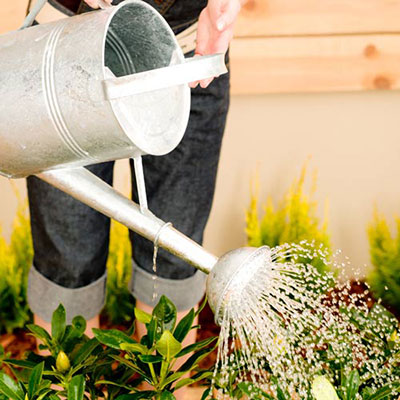 Plant A Garden