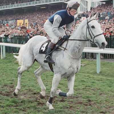  Desert Orchid 