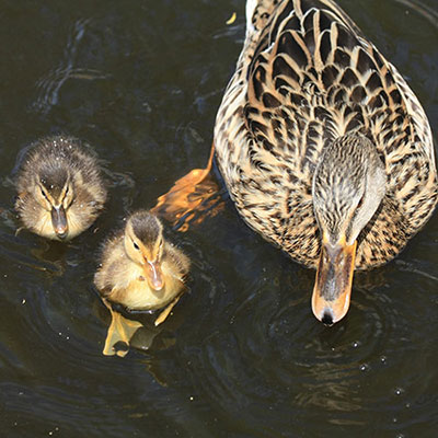 Quack Quack