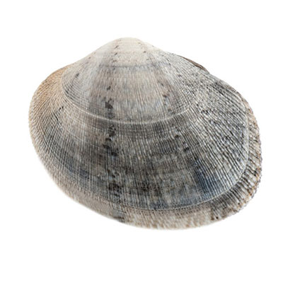 Quahog