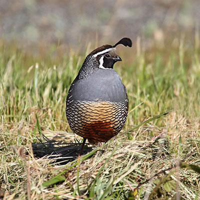 Quail