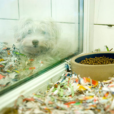  Quarantine 