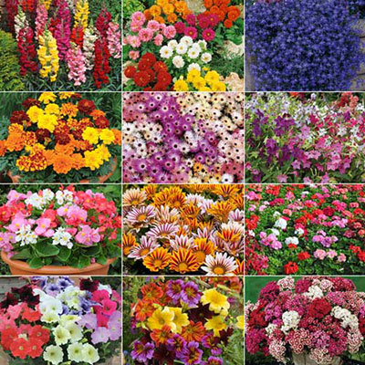 Annuals