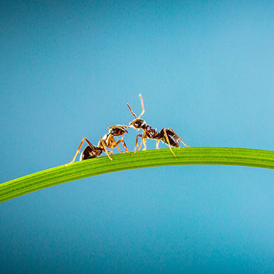  Ants 