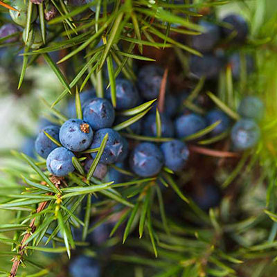  Berries 