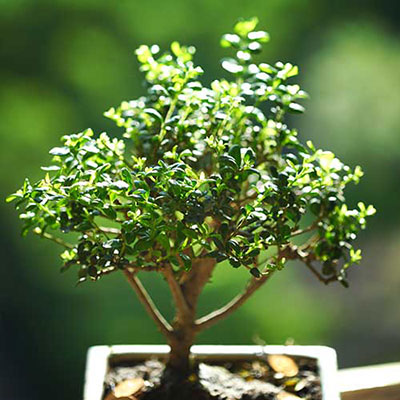 Bonsai