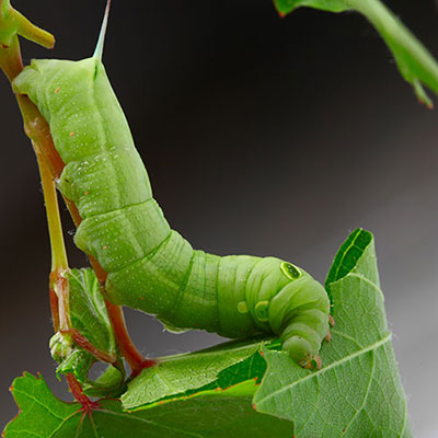 Caterpillar