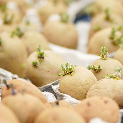 Chitting