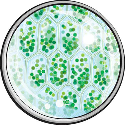 Chlorophyll