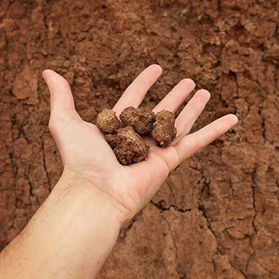  Clay 