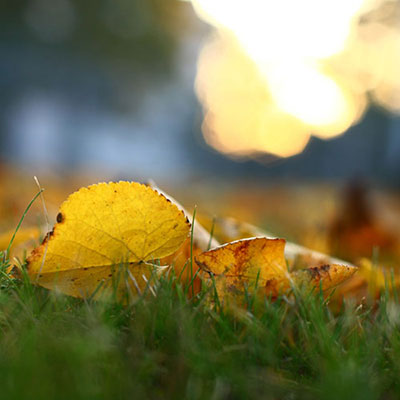 Deciduous