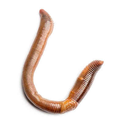  Earthworm 