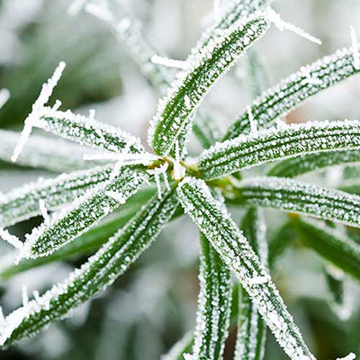  Frost 