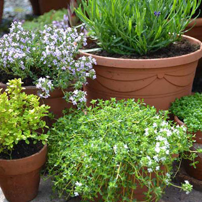  Herbs 