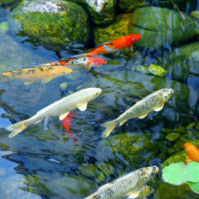  Koi 