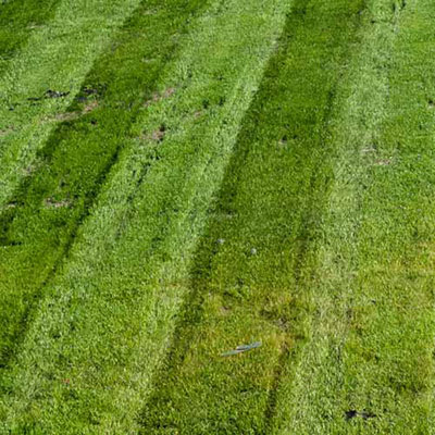 Lawn