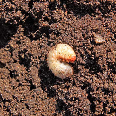 Maggot