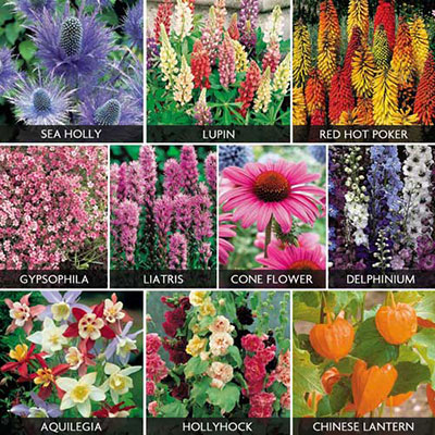 Perennials
