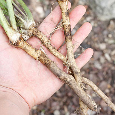  Rhizome 