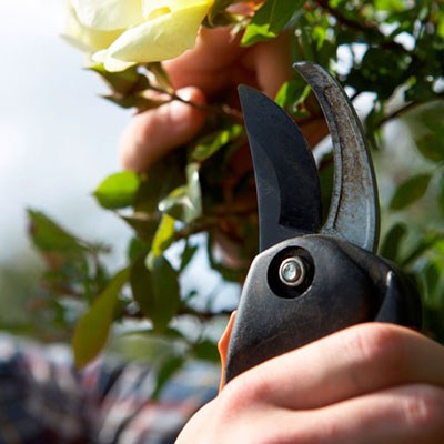 Secateurs