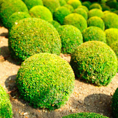  Shrubbery 