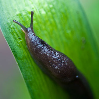  Slug 