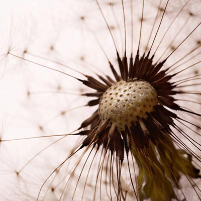 Spore