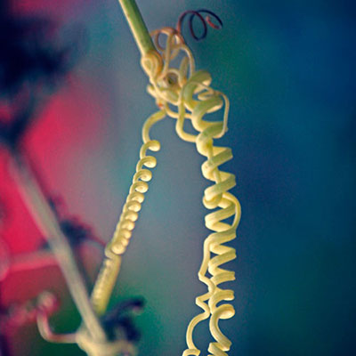 Tendril