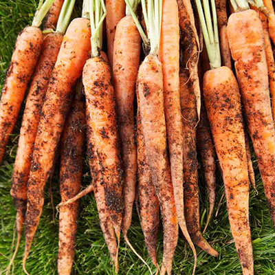 Carrots