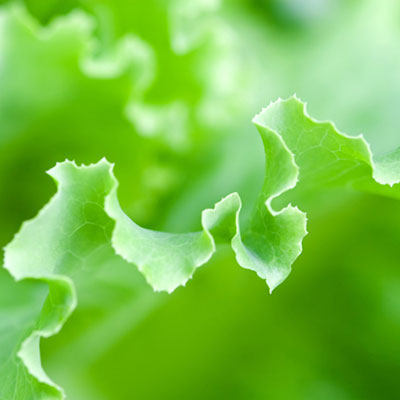 Lettuce