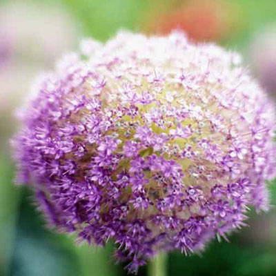  Allium 