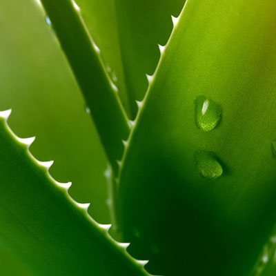  Aloe Vera 