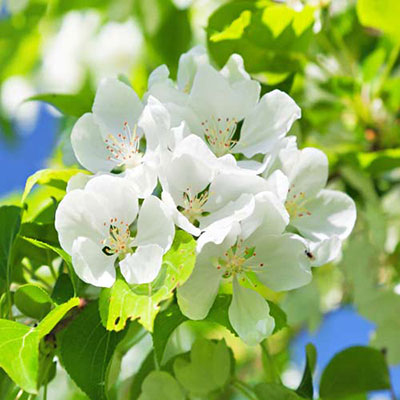  Apple Blossom 