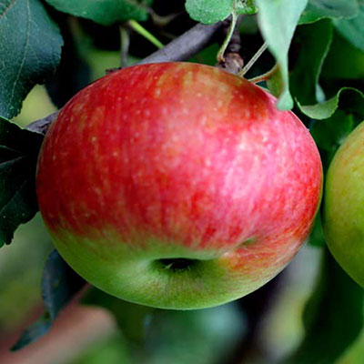 Apple Tree