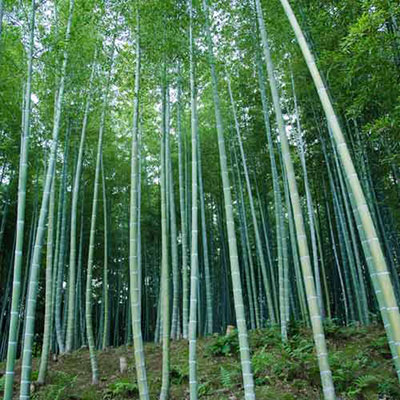 Bamboo
